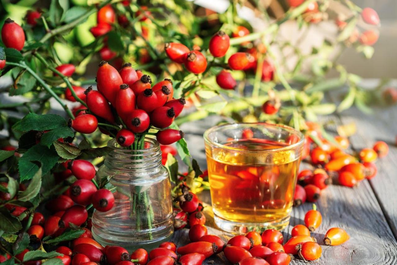 花が美しいだけじゃない！ローズヒップも楽しめるバラの種類と育て方のコツ【ガーデニング】（画像3）