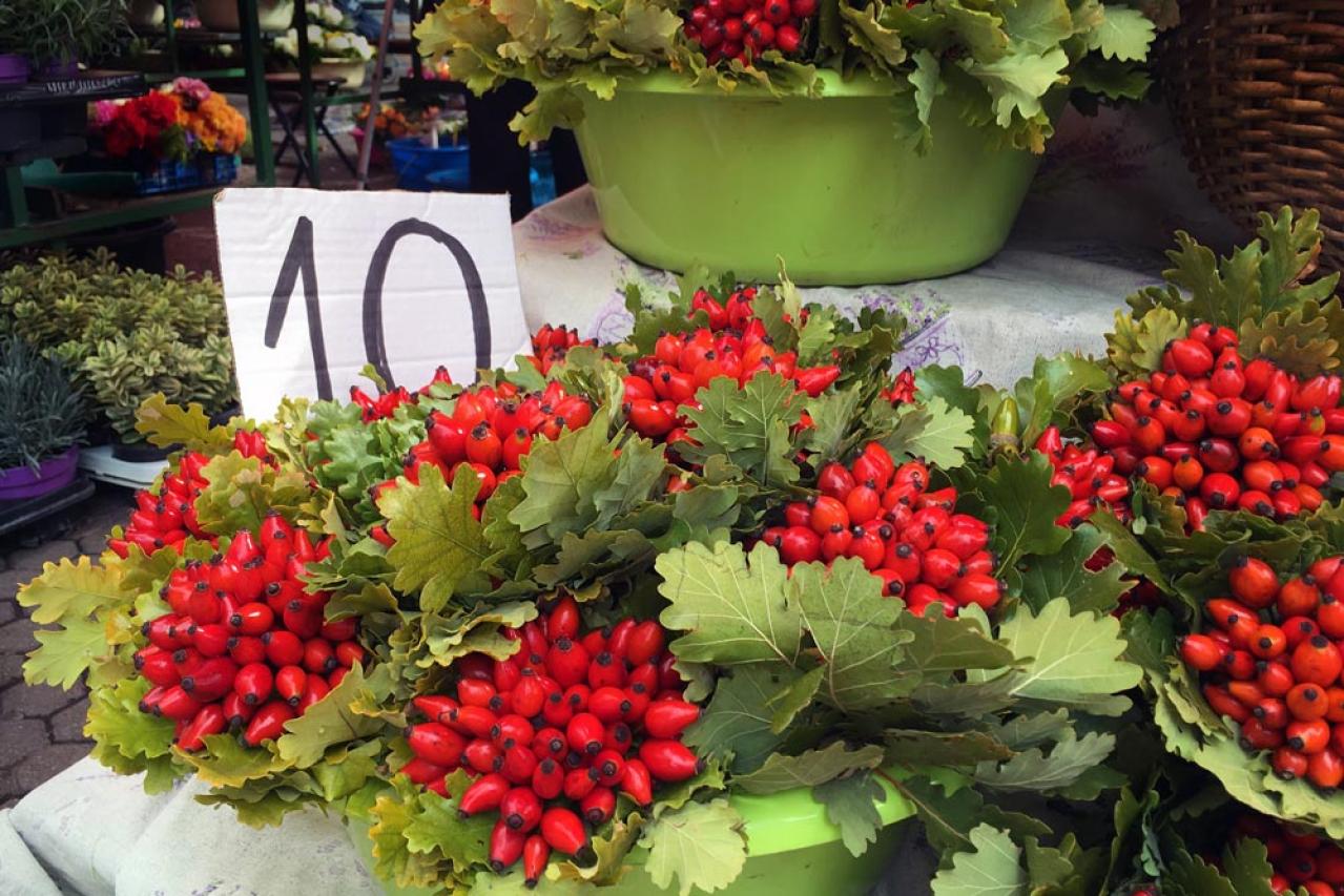 花が美しいだけじゃない！ローズヒップも楽しめるバラの種類と育て方のコツ【ガーデニング】（画像2）