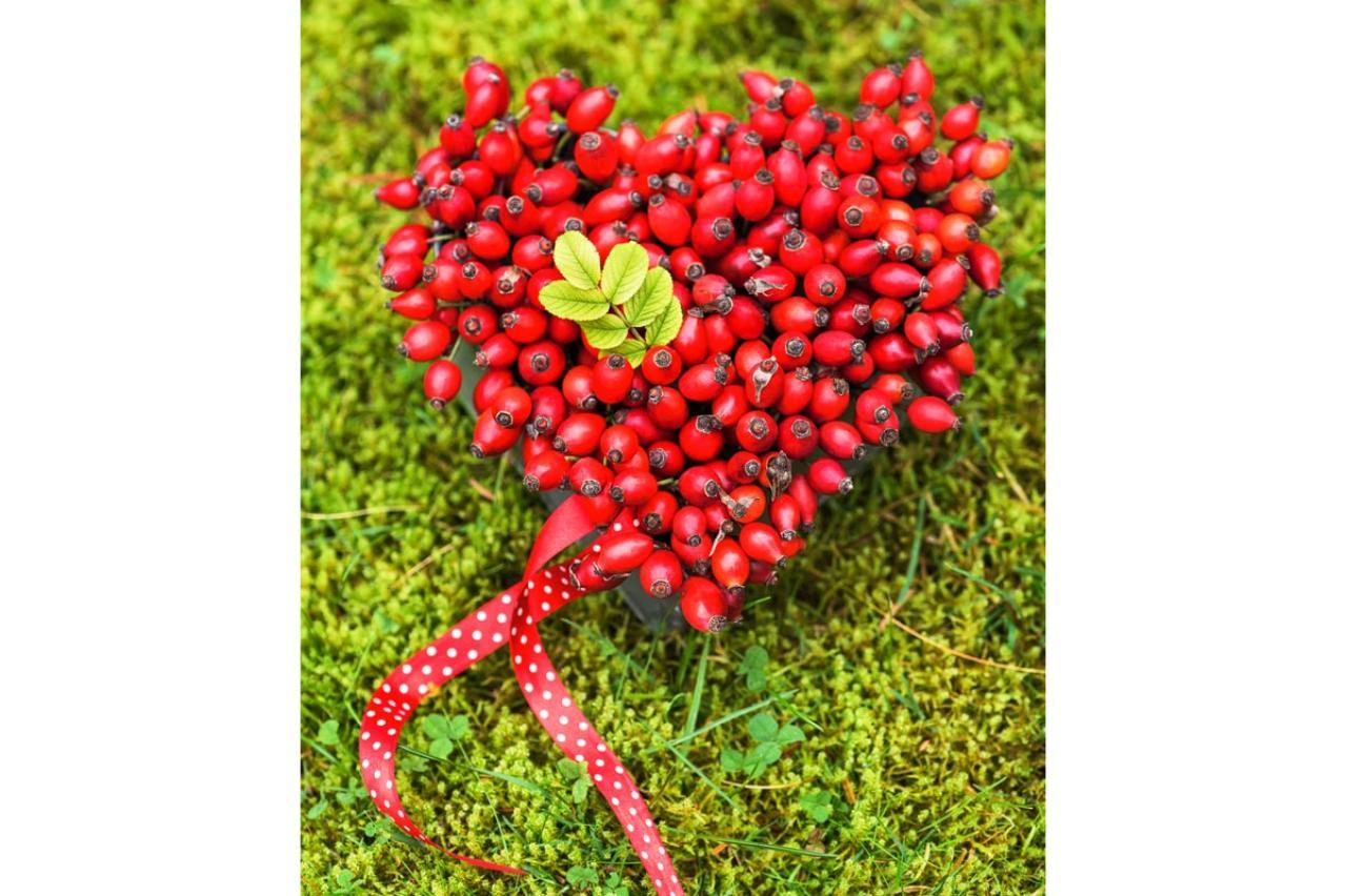 花が美しいだけじゃない！ローズヒップも楽しめるバラの種類と育て方のコツ【ガーデニング】（画像7）