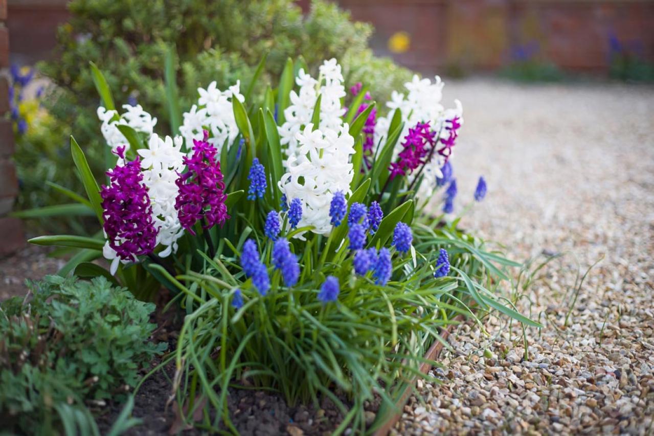 植えっぱなしで翌年も咲く！秋植えの小さな球根［8選］でガーデニングがもっと楽しくなる（画像23）