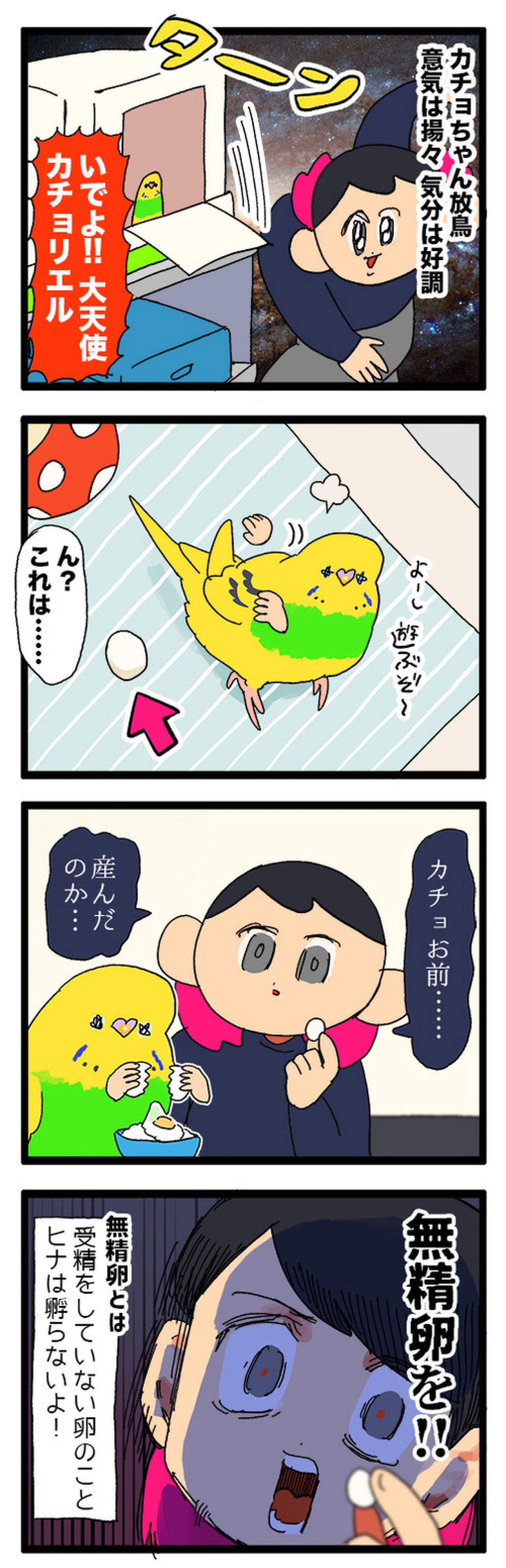 セキセイインコのカチョ、ついに産卵！？発情対策のコツも公開！【鳥マンガ #158】（画像4）