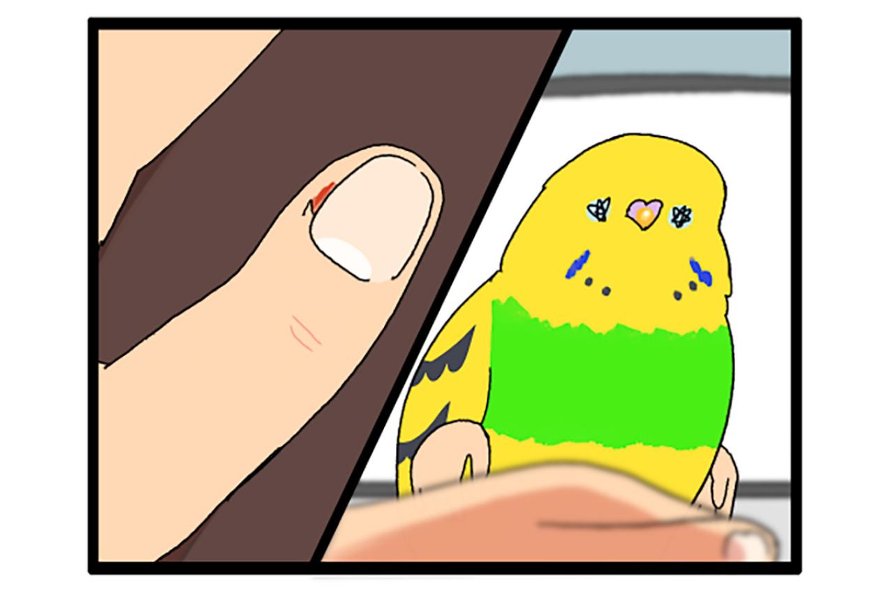 「インコが急所を狙う！」これもあるある？飼い主泣かせのカチョリエルとは【鳥マンガ #160】
