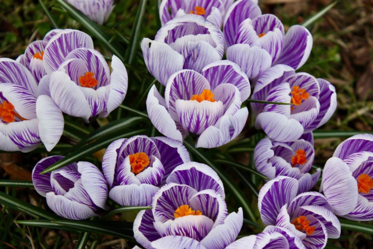 植えっぱなしで翌年も咲く！秋植えの小さな球根［8選］でガーデニングがもっと楽しくなる（画像16）