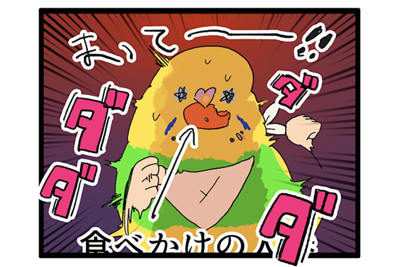 セキセイインコが人参くわえて走る姿に胸キュン＆発情期エピソードも【鳥マンガ #159】