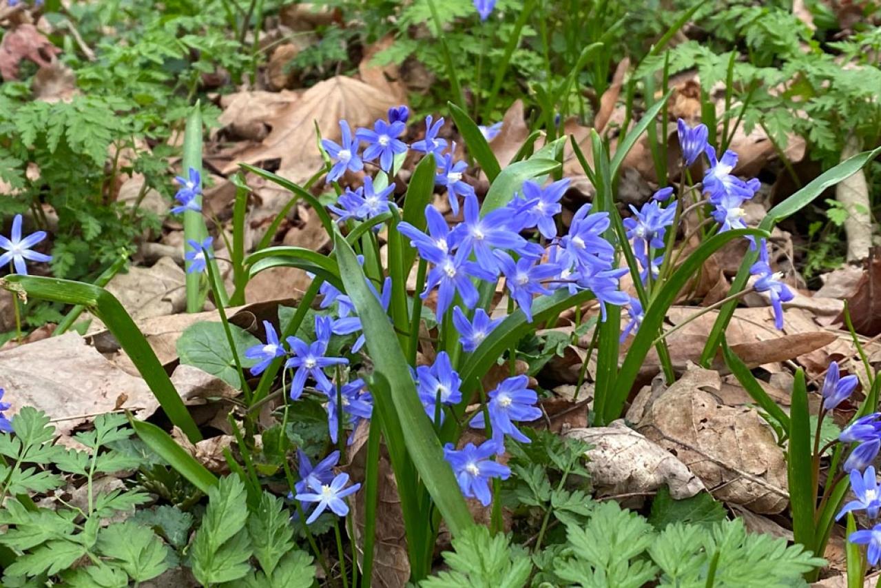 植えっぱなしで翌年も咲く！秋植えの小さな球根［8選］でガーデニングがもっと楽しくなる（画像12）