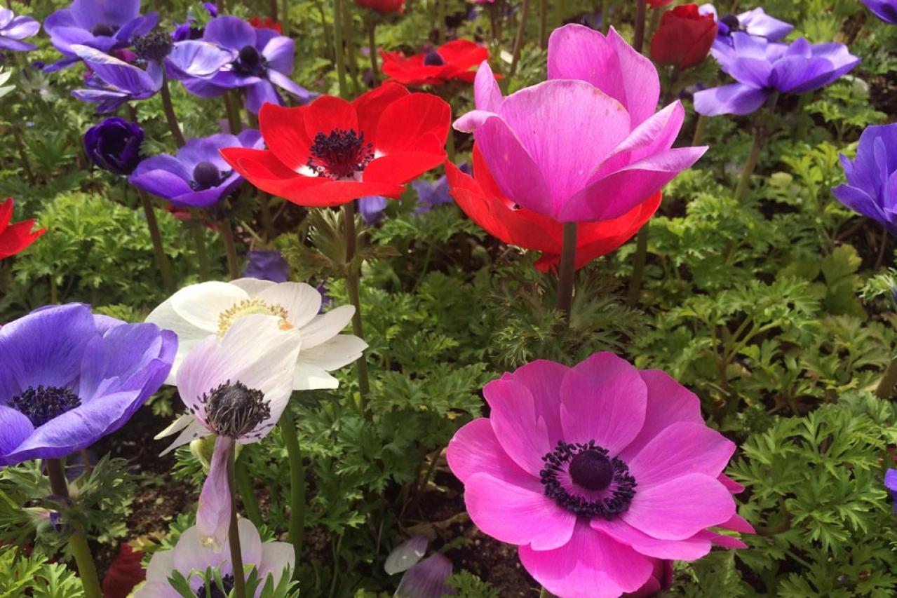 植えっぱなしで翌年も咲く！秋植えの小さな球根［8選］でガーデニングがもっと楽しくなる（画像13）