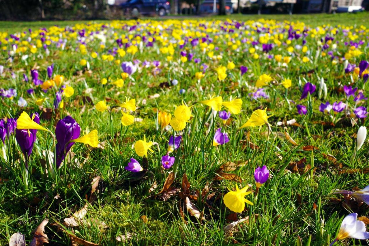 植えっぱなしで翌年も咲く！秋植えの小さな球根［8選］でガーデニングがもっと楽しくなる