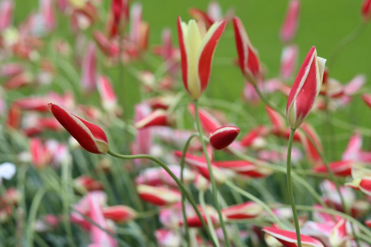 植えっぱなしで翌年も咲く！秋植えの小さな球根［8選］でガーデニングがもっと楽しくなる（画像2）