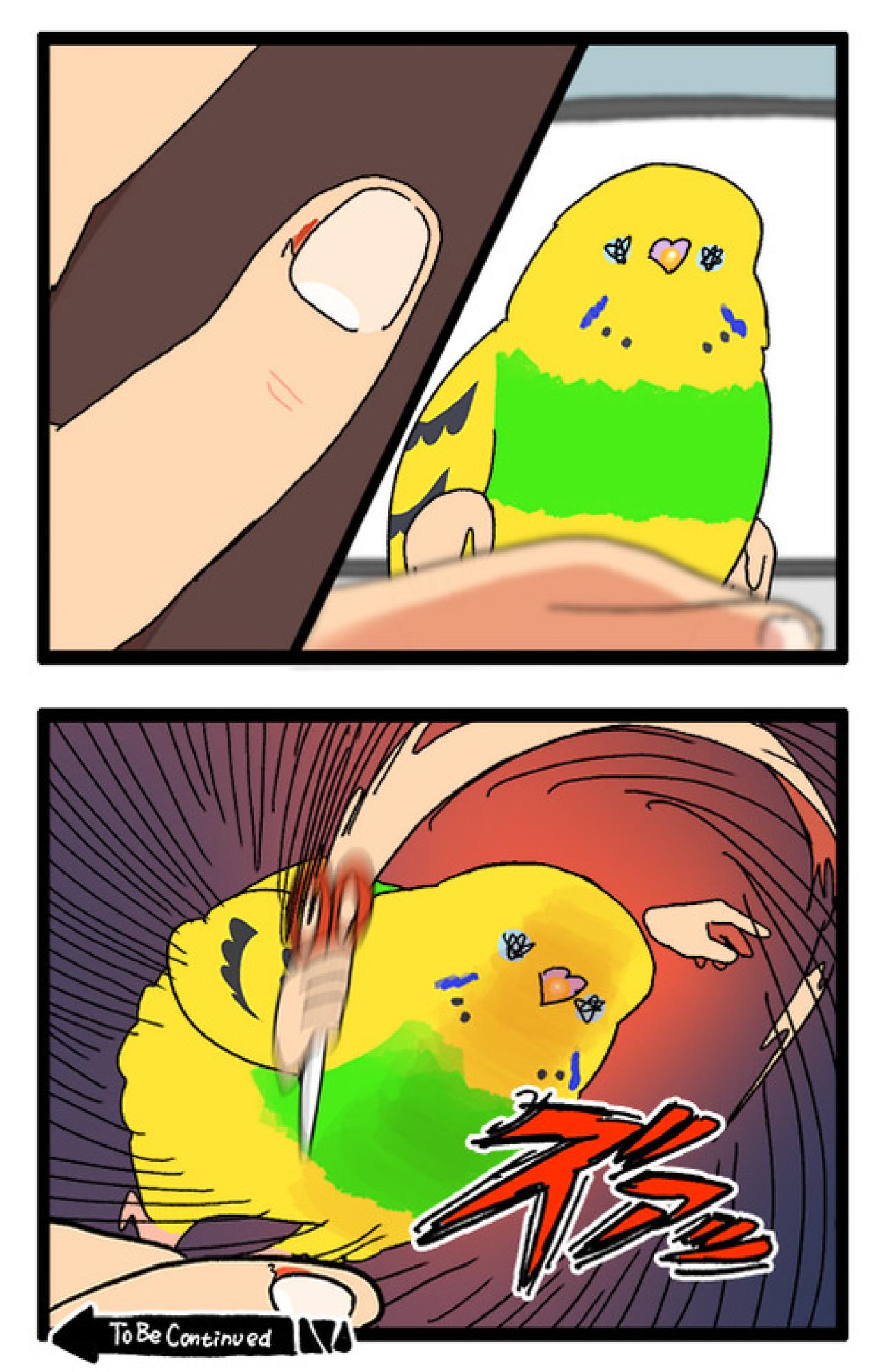 「インコが急所を狙う！」これもあるある？飼い主泣かせのカチョリエルとは【鳥マンガ #160】（画像5）