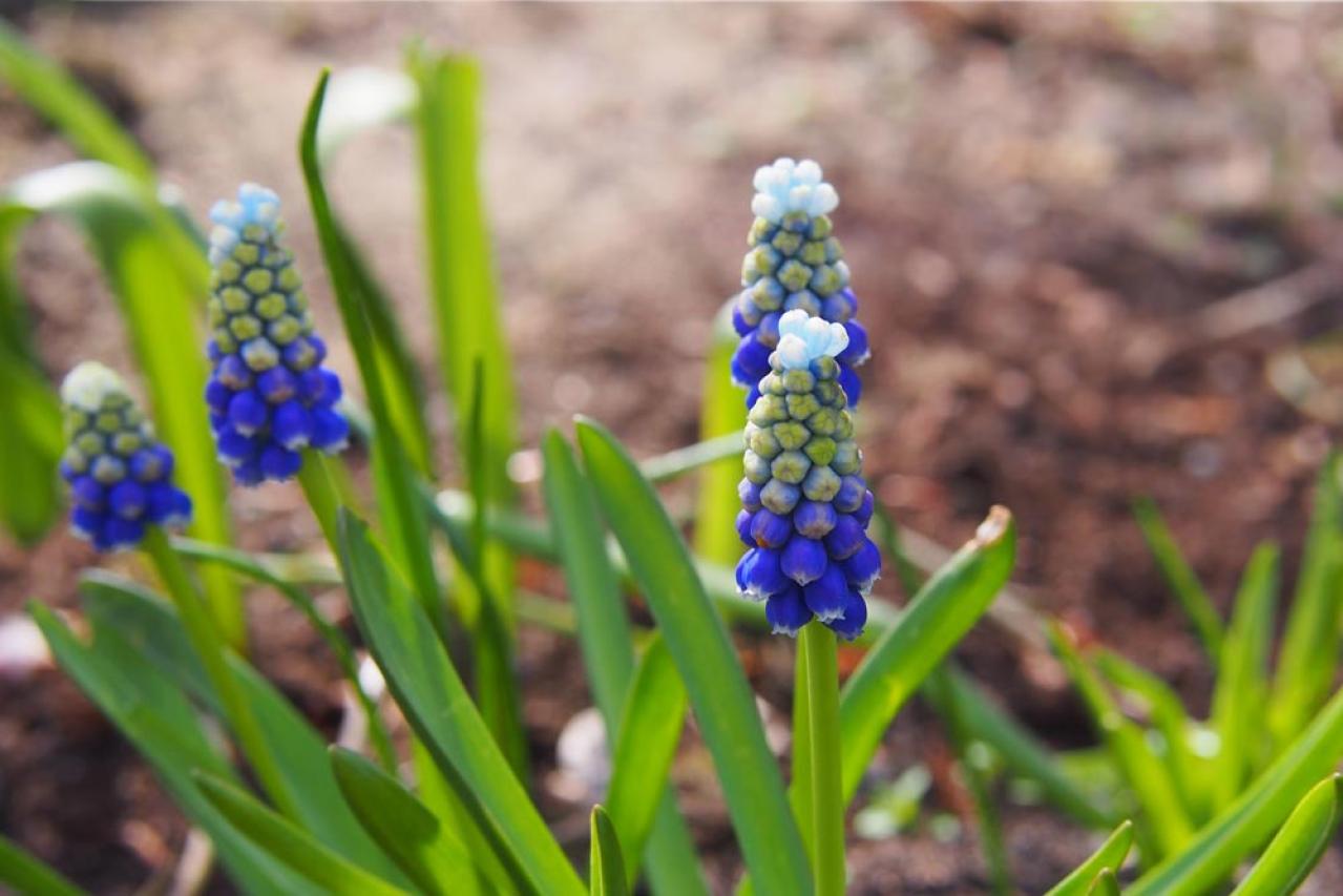 植えっぱなしで翌年も咲く！秋植えの小さな球根［8選］でガーデニングがもっと楽しくなる（画像20）