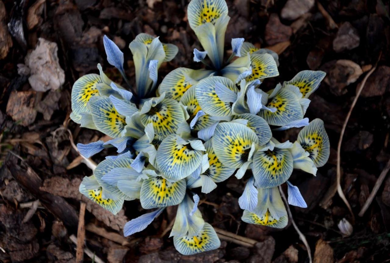 植えっぱなしで翌年も咲く！秋植えの小さな球根［8選］でガーデニングがもっと楽しくなる（画像9）