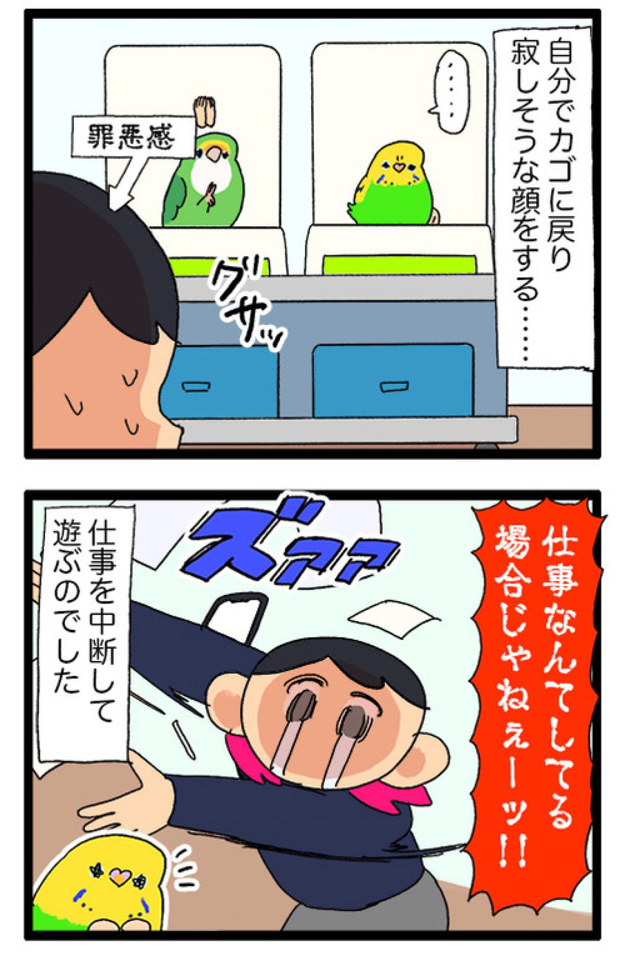 かまってもらえなくて落ち込むセキセイインコ・カチョがとった行動に胸キュン！【鳥マンガ #156】（画像7）