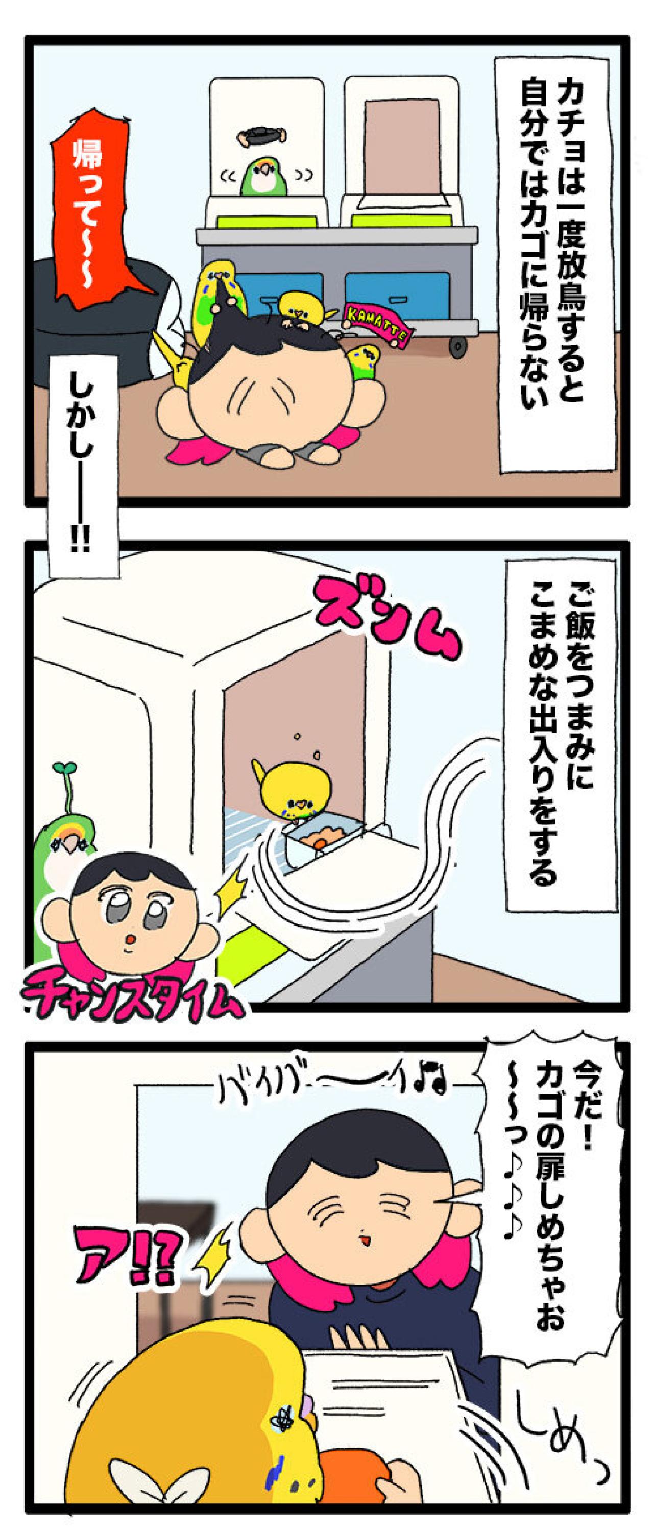 セキセイインコが人参くわえて走る姿に胸キュン＆発情期エピソードも【鳥マンガ #159】（画像4）