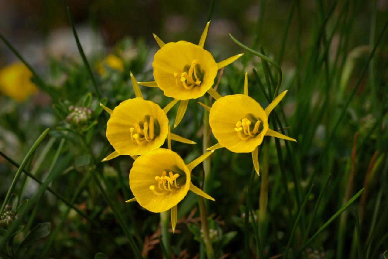 植えっぱなしで翌年も咲く！秋植えの小さな球根［8選］でガーデニングがもっと楽しくなる（画像17）