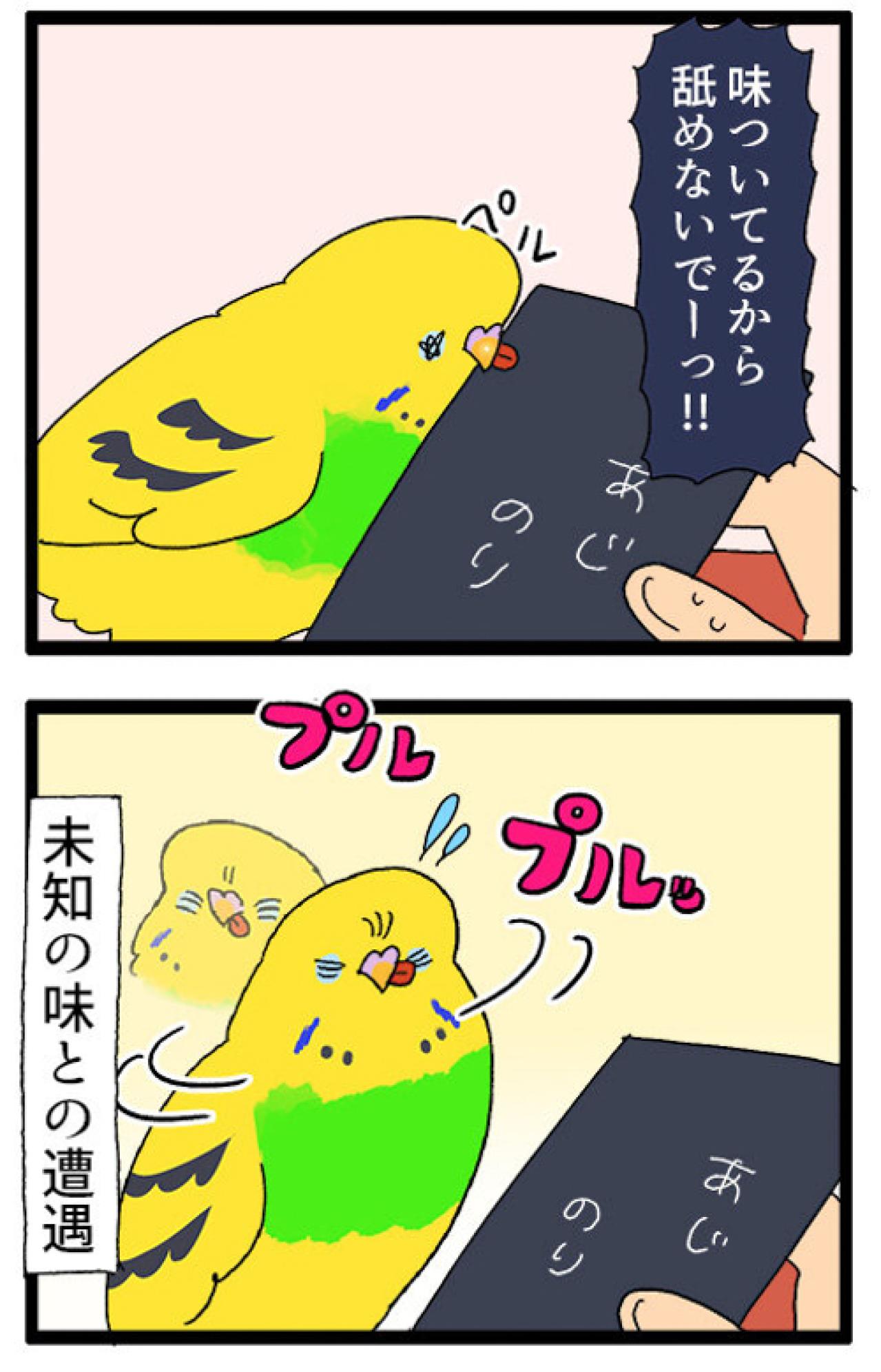 セキセイインコのカチョと味付け海苔の意外な関係とは？【鳥マンガ #157】（画像5）