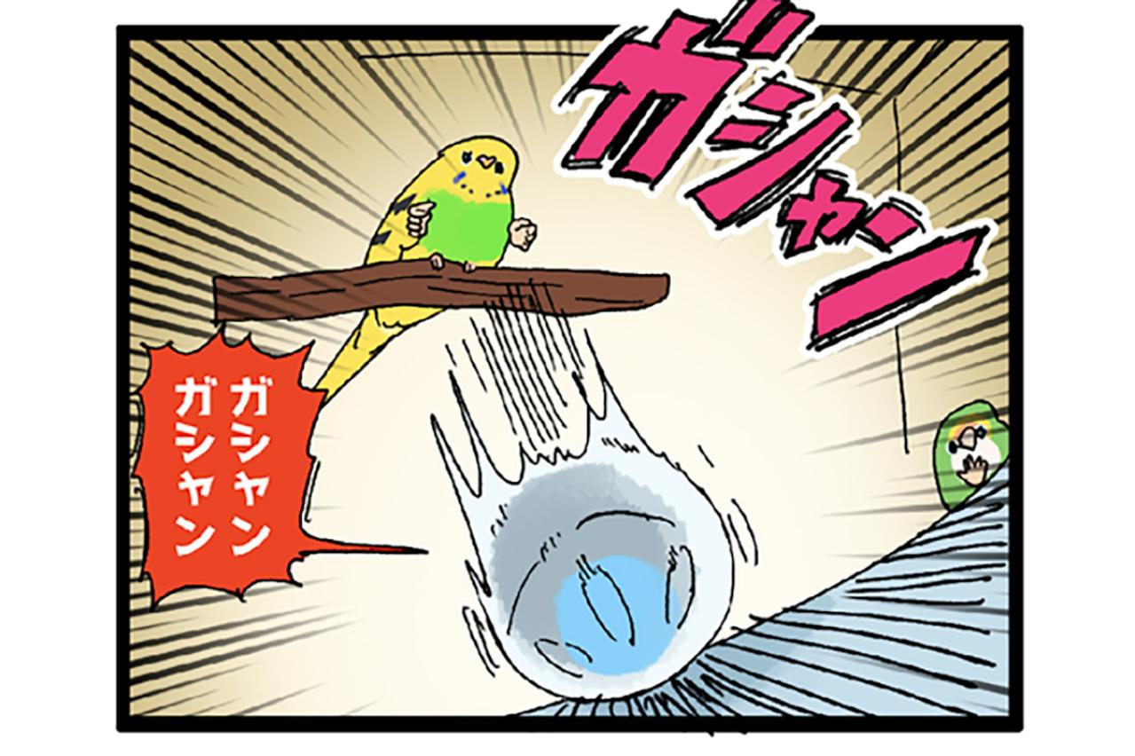 かまってもらえなくて落ち込むセキセイインコ・カチョがとった行動に胸キュン！【鳥マンガ #156】