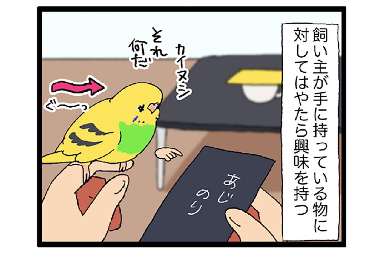 セキセイインコのカチョと味付け海苔の意外な関係とは？【鳥マンガ #157】