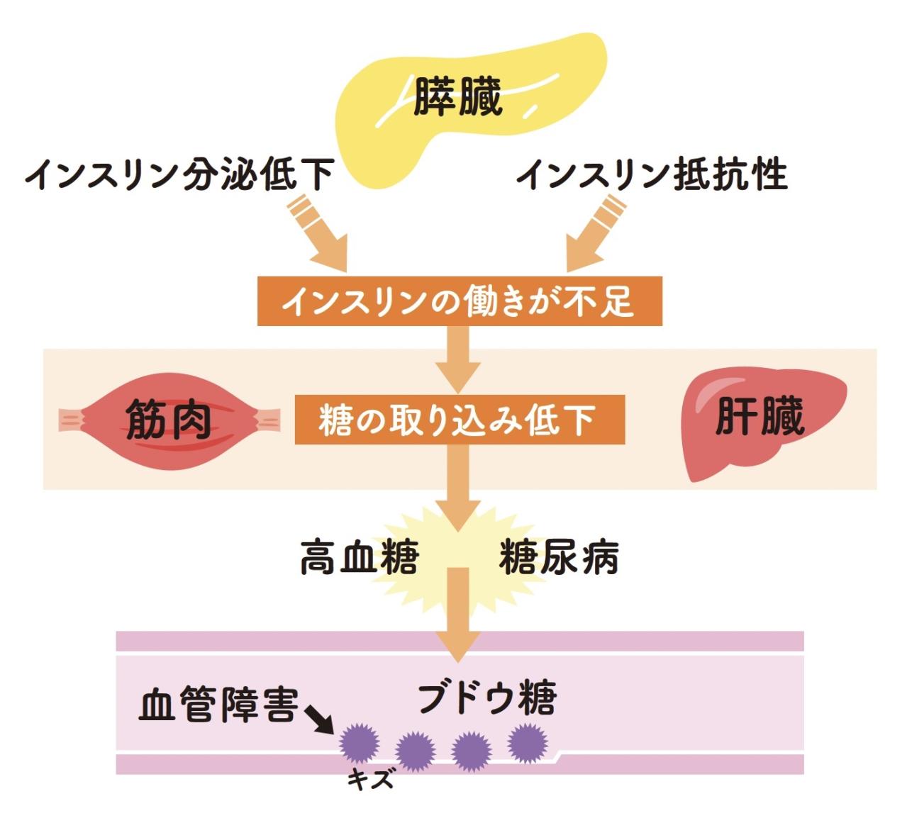 【要注意】成人の5～6人に1人が糖尿病かその予備群！「ヘモグロビンA1c」の数値でわかることとは？（画像4）