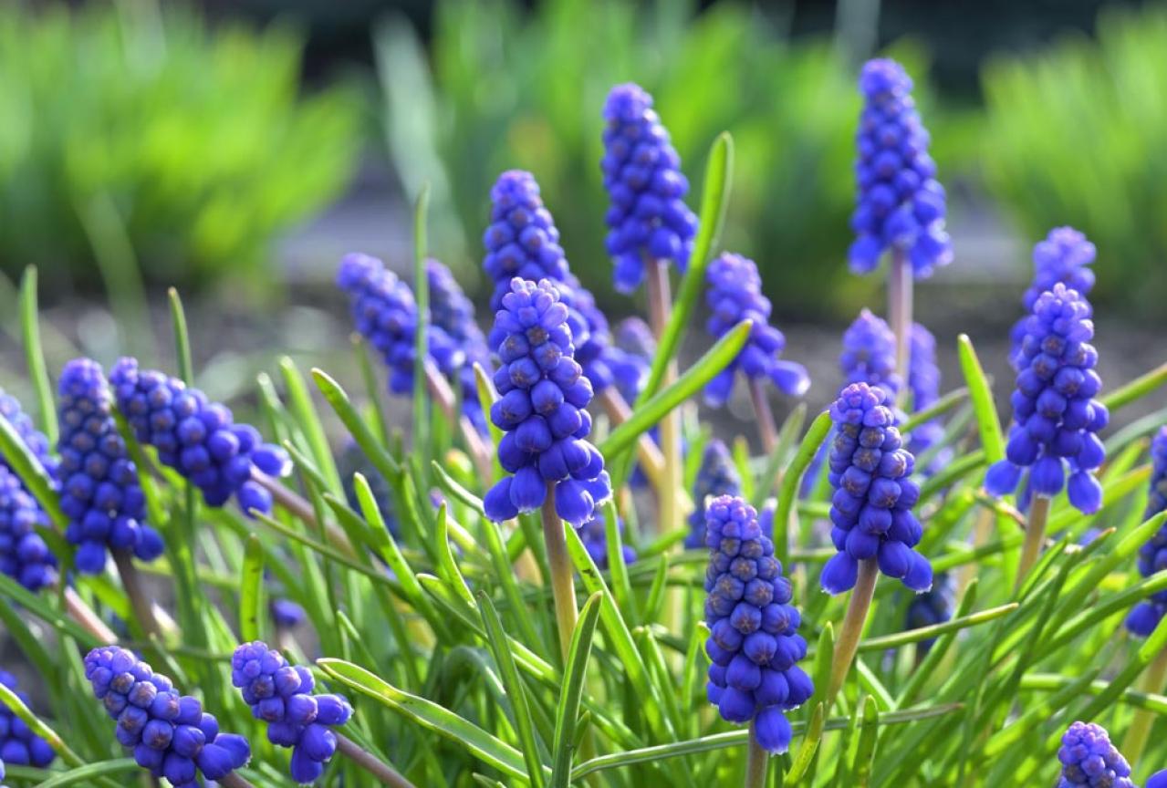 植えっぱなしで翌年も咲く！秋植えの小さな球根［8選］でガーデニングがもっと楽しくなる（画像5）