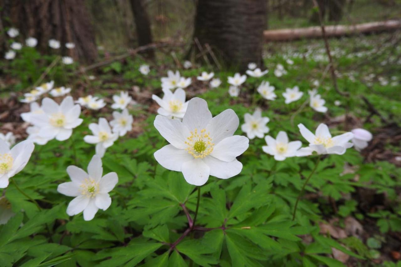 植えっぱなしで翌年も咲く！秋植えの小さな球根［8選］でガーデニングがもっと楽しくなる（画像14）
