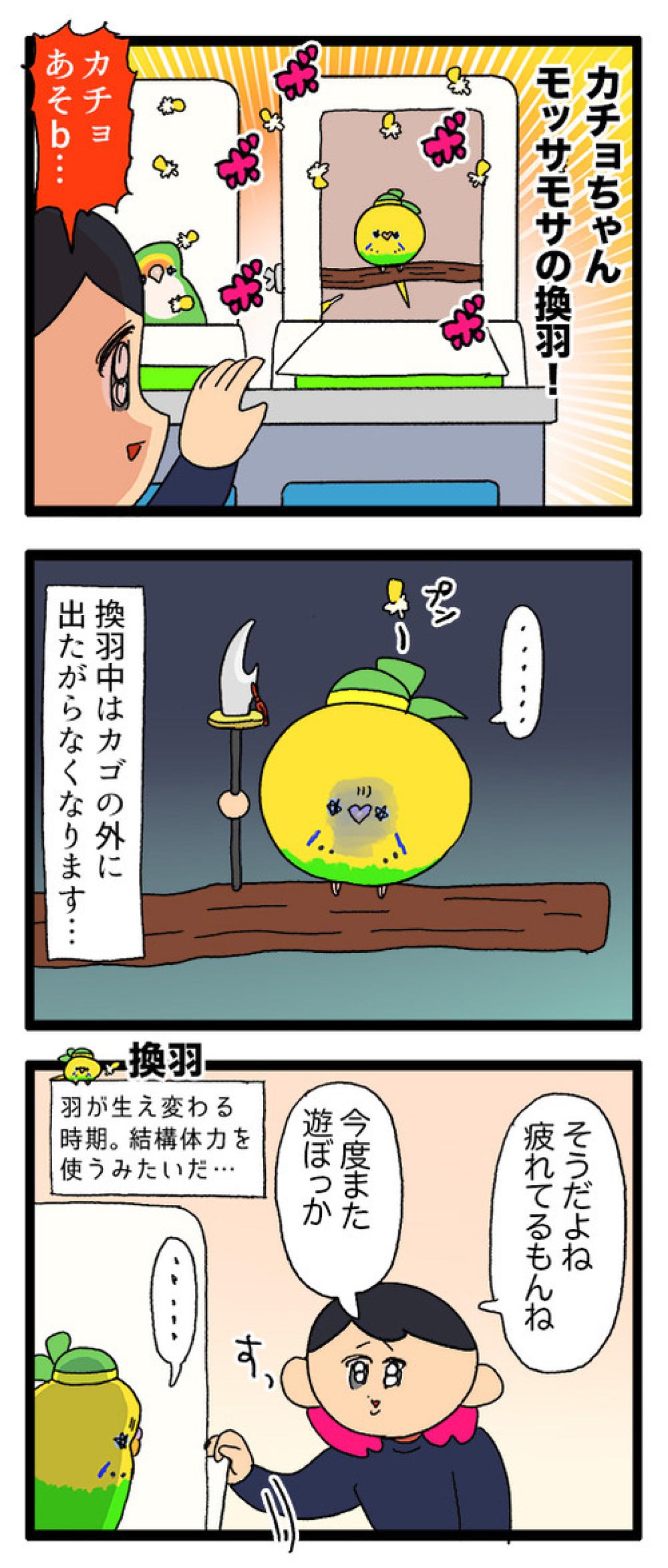 飼い主感動！換毛期のセキセイインコの葛藤がかわいすぎる【鳥マンガ #162】（画像4）