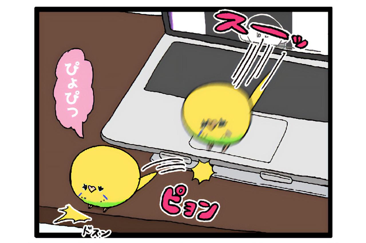 ダイエット再びの危機！？セキセイインコの体重管理が難しい【鳥マンガ #161】