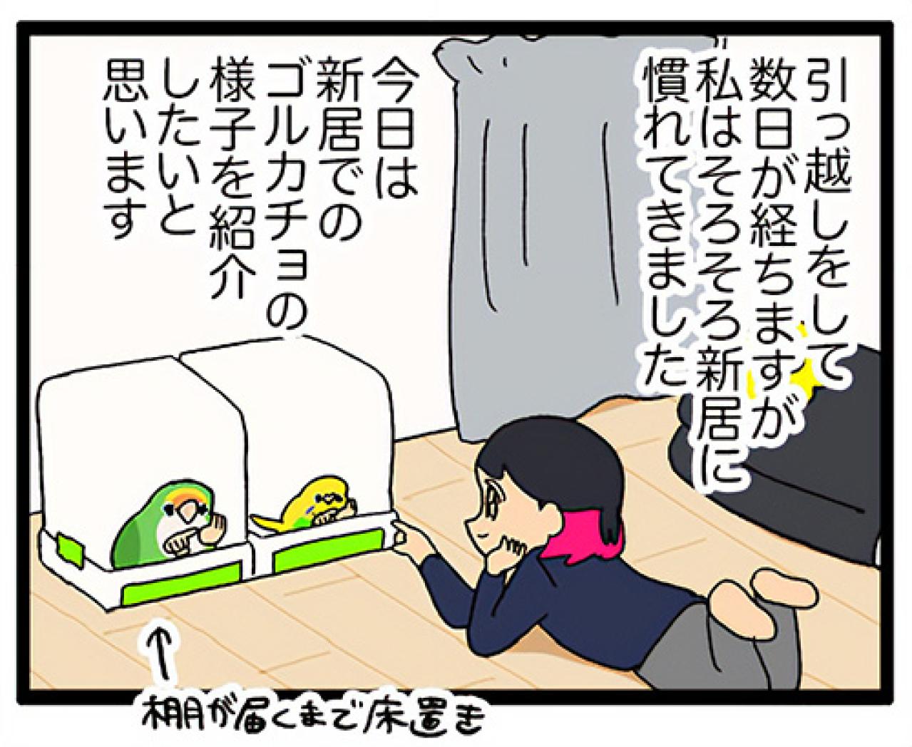 飼い主の引っ越し。セキセイインコのカチョの反応は？【鳥マンガ #163】（画像4）