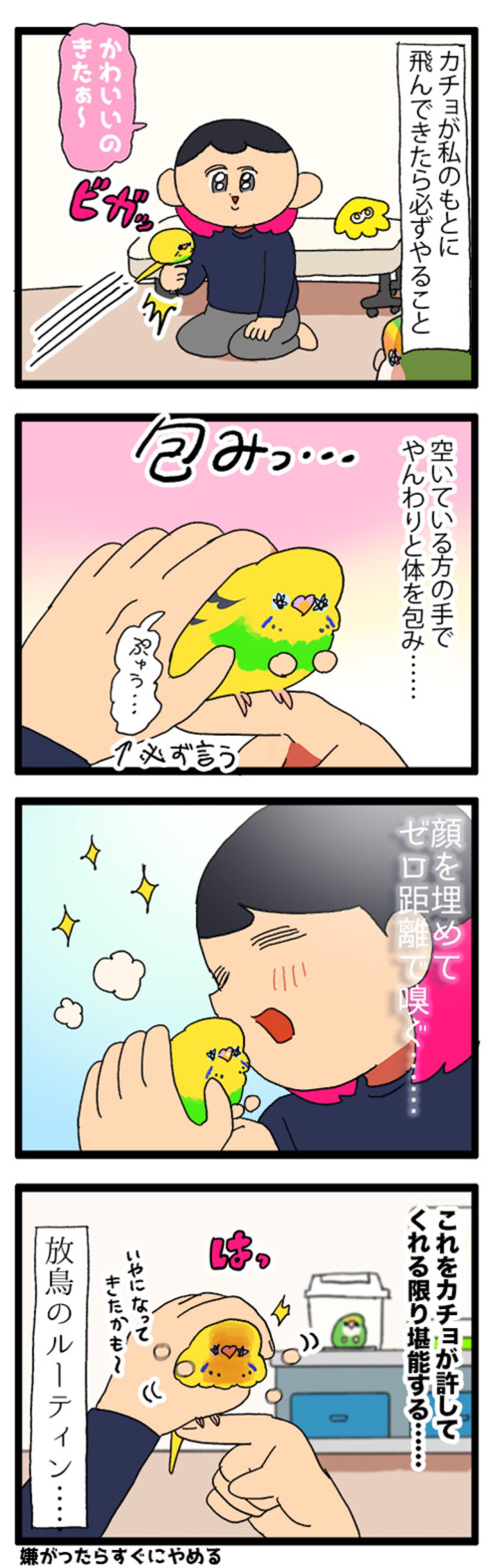 飼い主の引っ越し。セキセイインコのカチョの反応は？【鳥マンガ #163】（画像6）