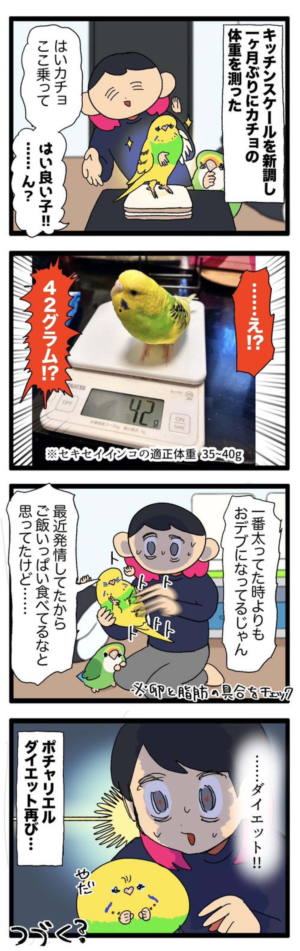 ダイエット再びの危機！？セキセイインコの体重管理が難しい【鳥マンガ #161】（画像4）