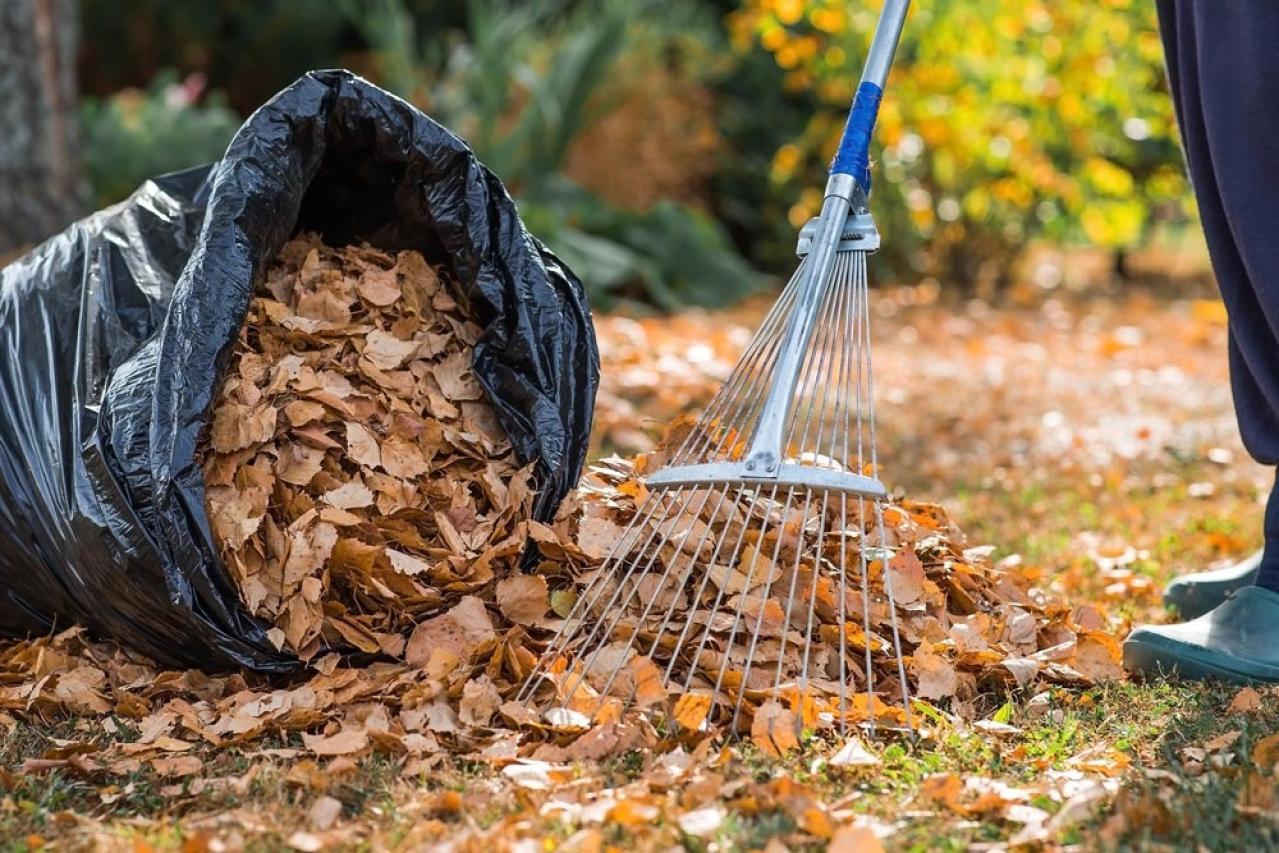 多年草（宿根草）の冬支度！これだけはやっておきたい、春を迎えるための庭仕事（画像13）