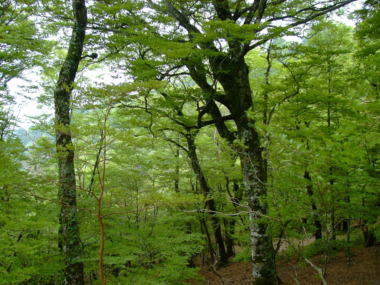 林業から生まれた森の枝リードディフューザー（クロモジ）（画像5）