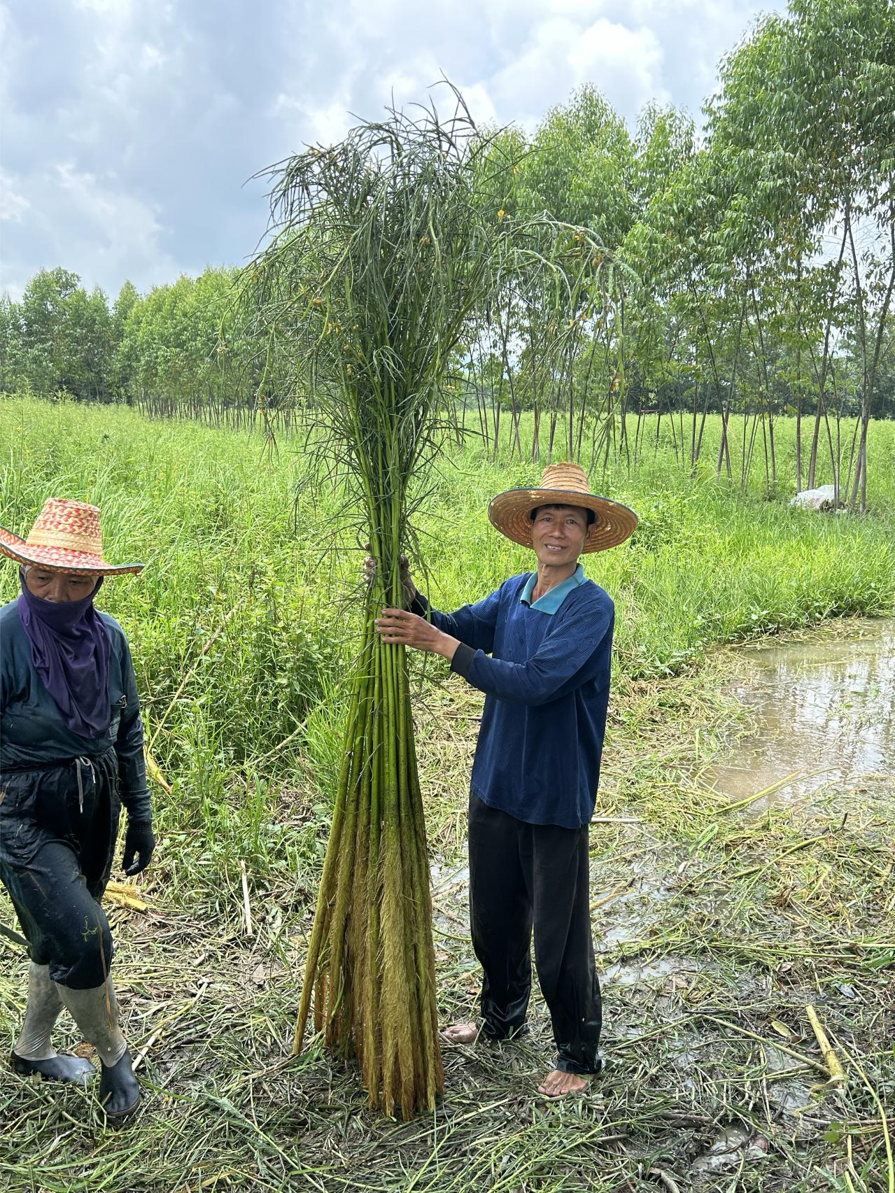 ソラの木から作られたポプリ＆フレグランスミストセット（画像4）