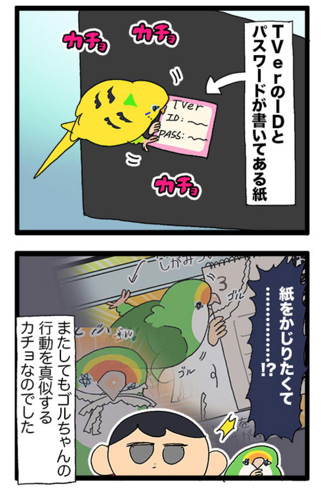 先輩インコの真似をしたカチョリエル。なかなかうまくいかない姿もかわいい【鳥マンガ #166】（画像6）