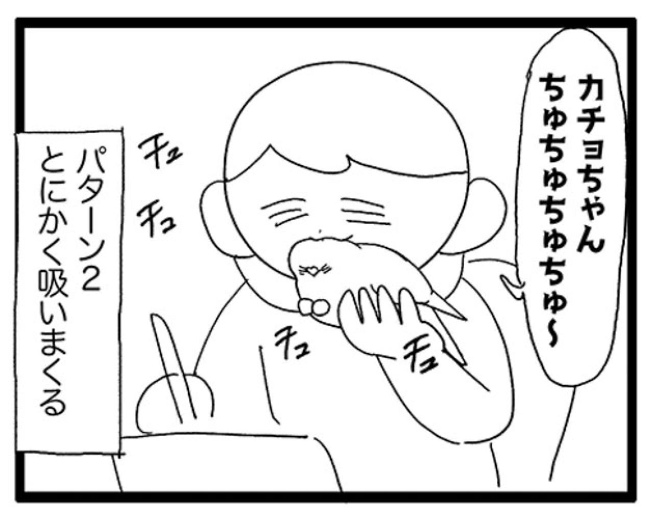 なぜ？セキセイインコのカチョが好きな飼い主の体の部位はまさかの…【鳥マンガ #165】（画像5）