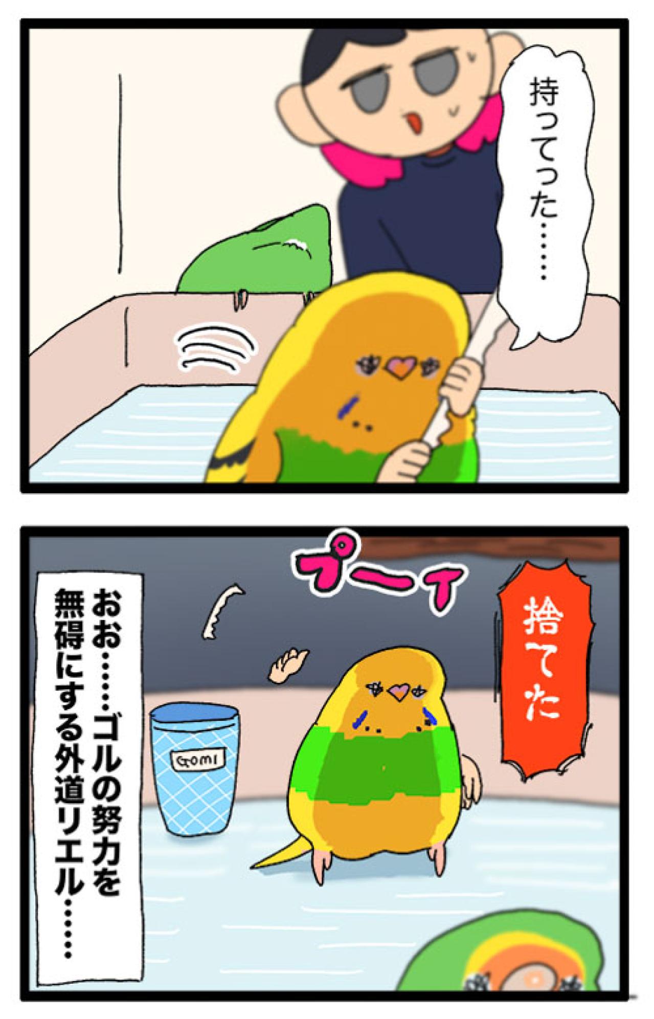 先輩女帝ゴルちゃんの努力を片っ端から無に帰す後輩インコ・カチョ【鳥マンガ #168】（画像7）