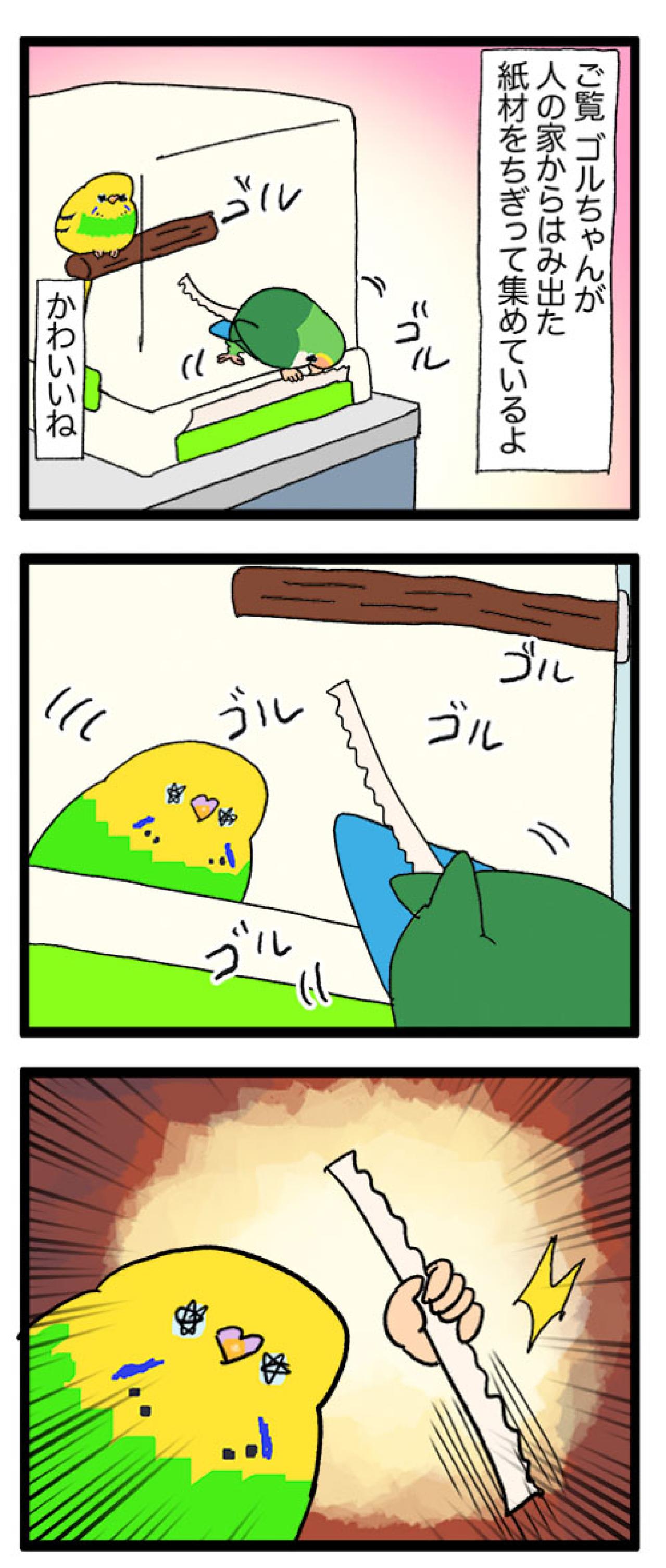 先輩女帝ゴルちゃんの努力を片っ端から無に帰す後輩インコ・カチョ【鳥マンガ #168】（画像6）