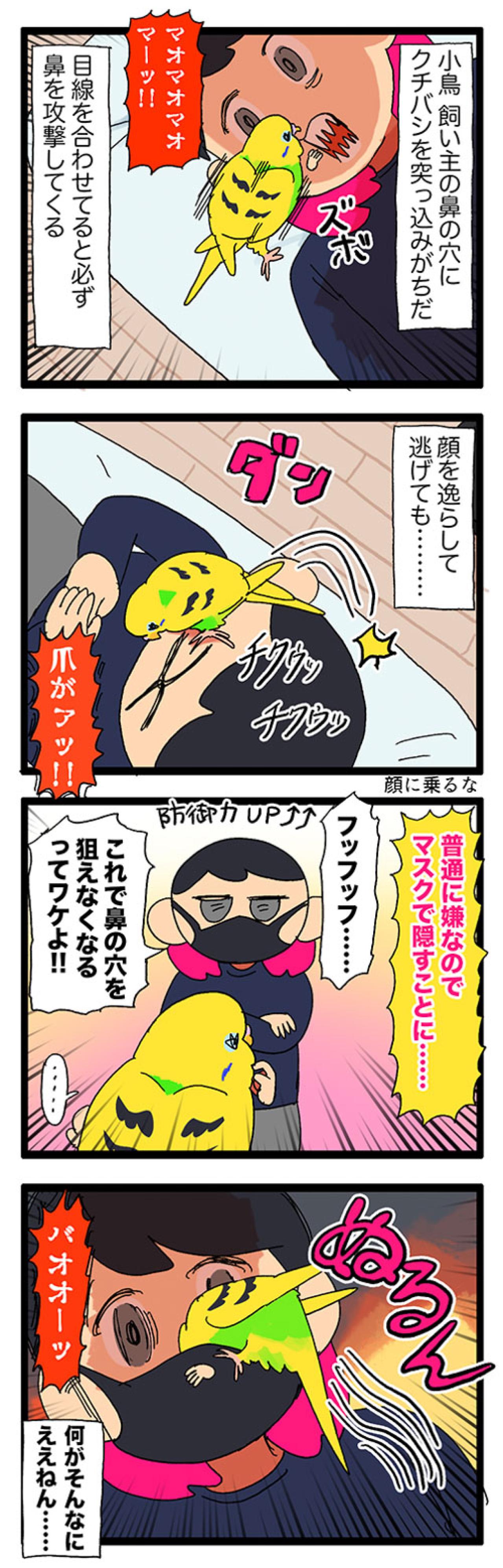 なぜ？セキセイインコのカチョが好きな飼い主の体の部位はまさかの…【鳥マンガ #165】（画像6）