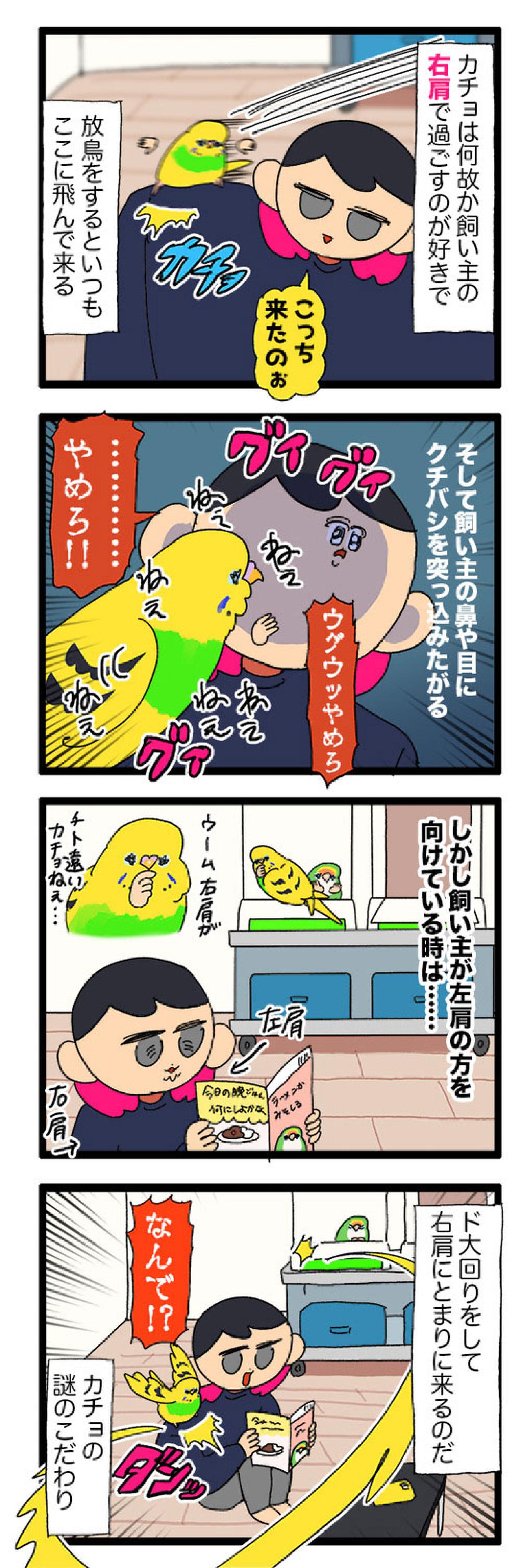 飼い主の右肩が好きなセキセイインコ。飼い主に飽きたら…向かう先は？【鳥マンガ #164】（画像4）