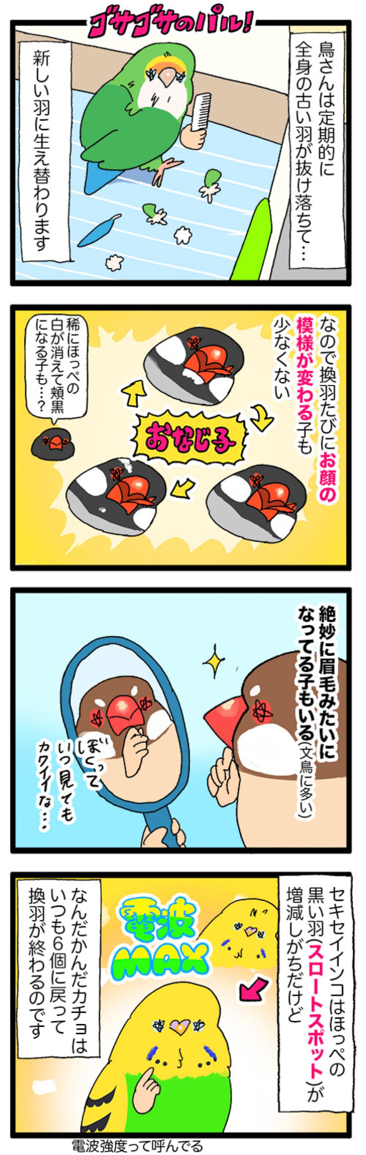 先輩インコの真似をしたカチョリエル。なかなかうまくいかない姿もかわいい【鳥マンガ #166】（画像7）
