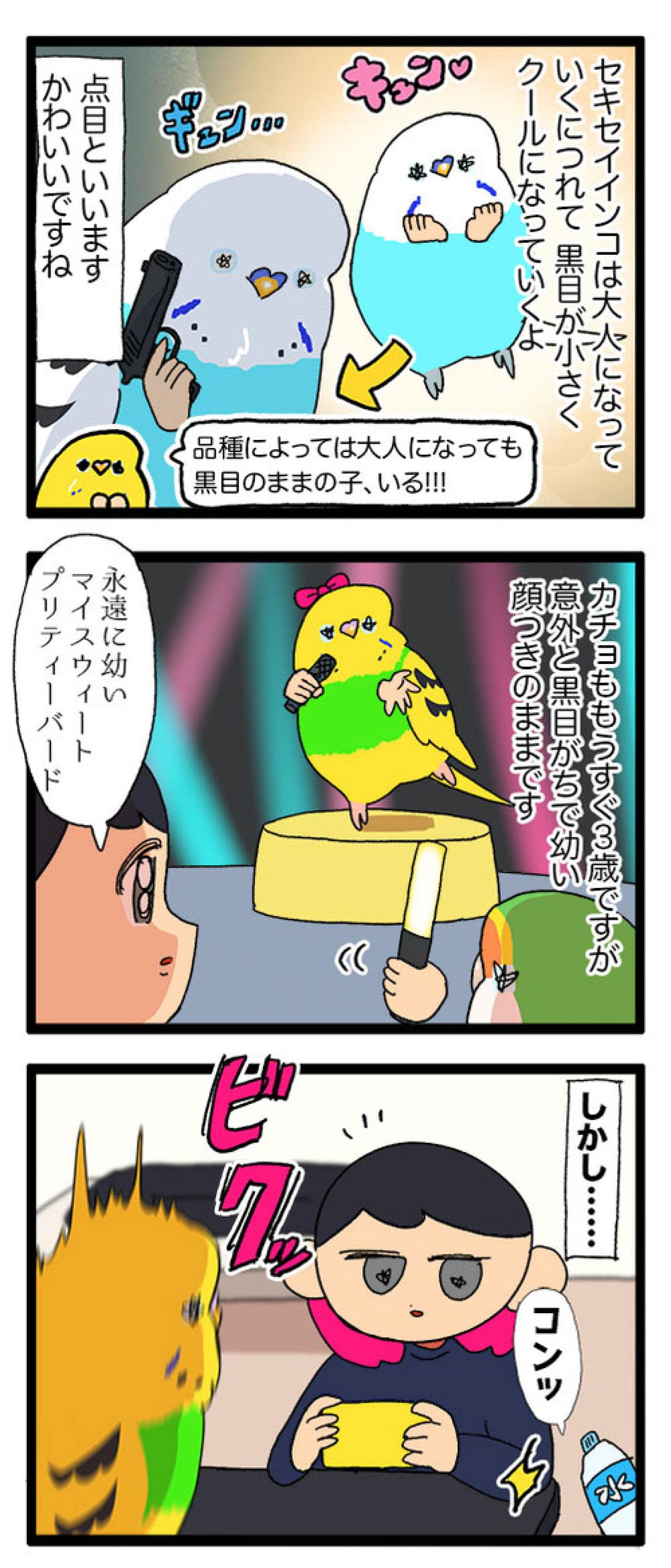 あまりにもセキセイインコすぎてビックリしてしまう！「そうか、大人になったんだね」【鳥マンガ #167】（画像6）