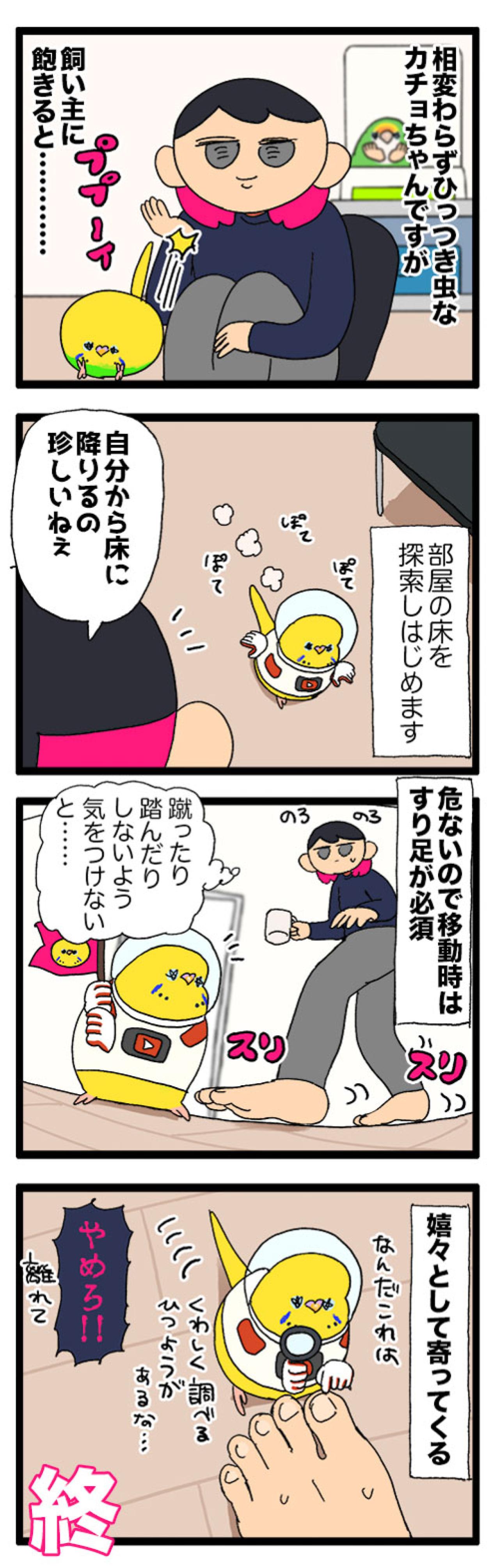飼い主の右肩が好きなセキセイインコ。飼い主に飽きたら…向かう先は？【鳥マンガ #164】（画像5）