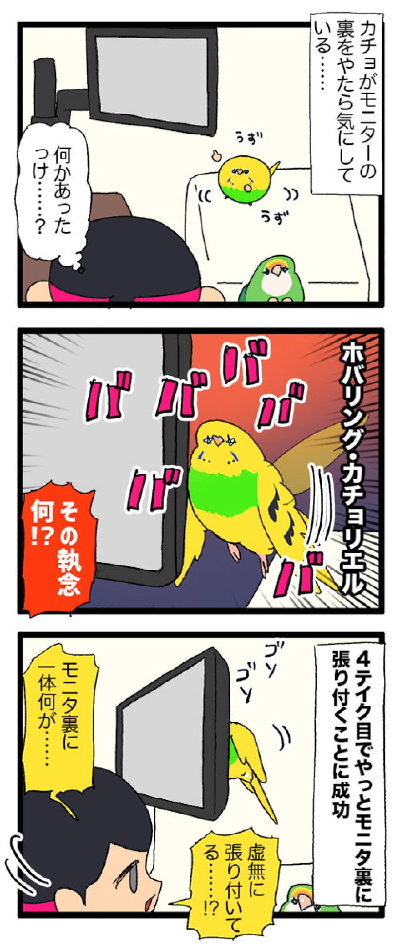 先輩インコの真似をしたカチョリエル。なかなかうまくいかない姿もかわいい【鳥マンガ #166】（画像5）