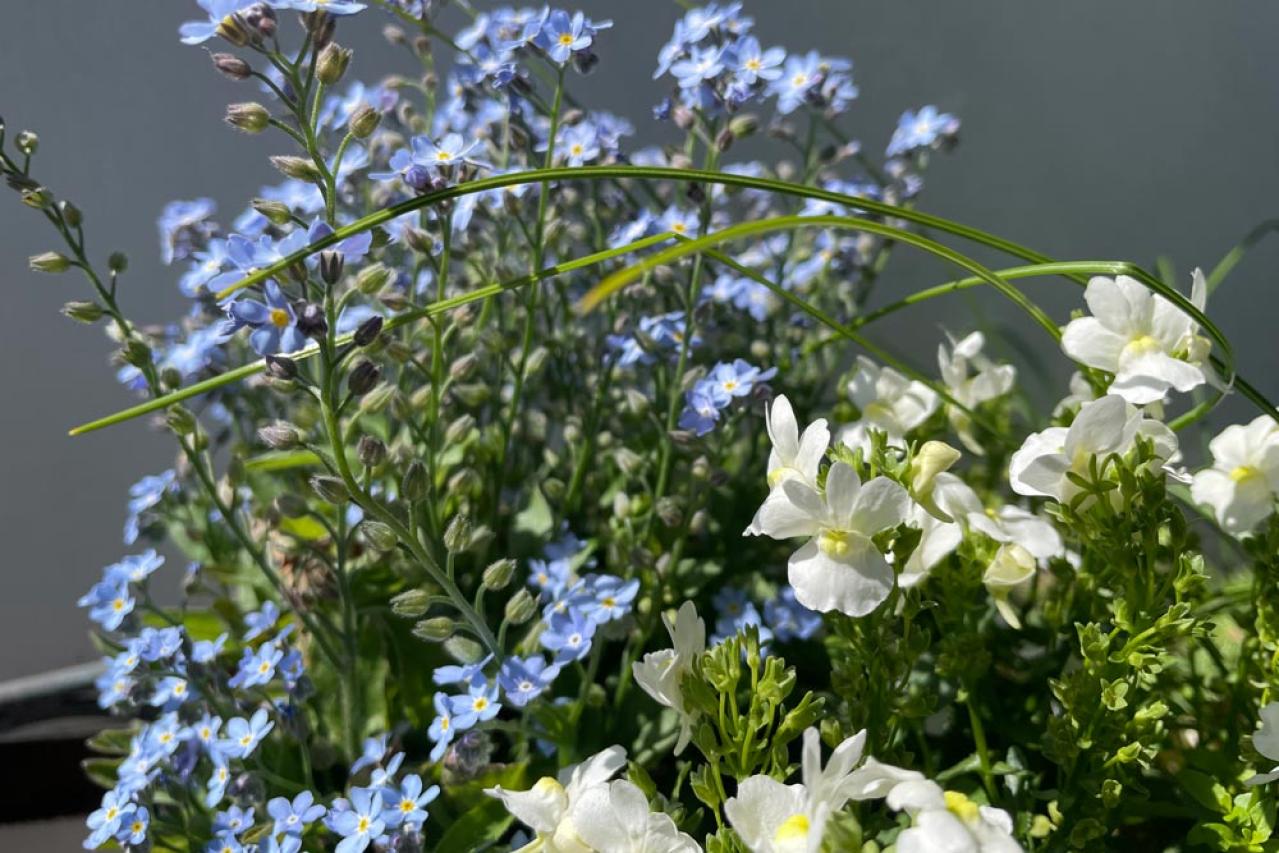 冬に咲き続ける花【7選】寒さに強い！葉牡丹、ワスレナグサ、ラナンキュラスなど育て方のポイント（画像2）