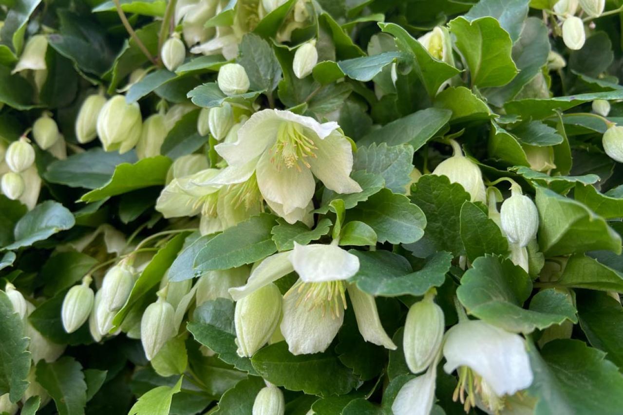 冬に咲き続ける花【7選】寒さに強い！葉牡丹、ワスレナグサ、ラナンキュラスなど育て方のポイント（画像4）