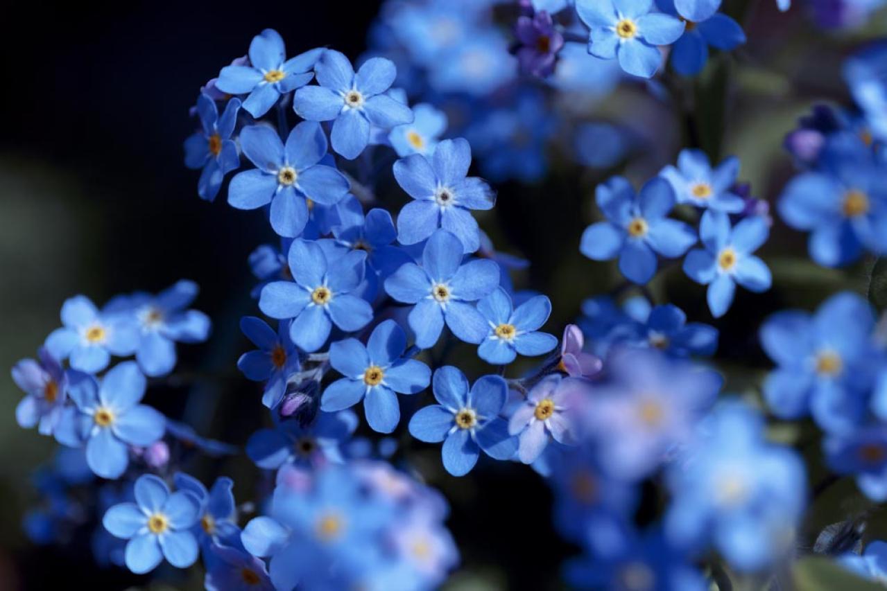 冬に咲き続ける花【7選】寒さに強い！葉牡丹、ワスレナグサ、ラナンキュラスなど育て方のポイント（画像8）