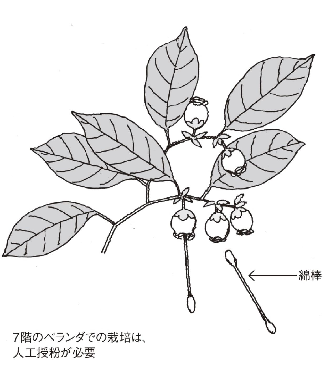 【ガーデニングQ&A】ブルーベリーの花は咲くのに実がつきません。どうしたらいい？（画像2）