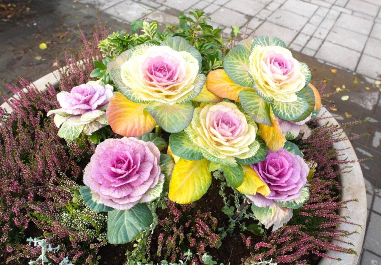 冬に咲き続ける花【7選】寒さに強い！葉牡丹、ワスレナグサ、ラナンキュラスなど育て方のポイント（画像6）