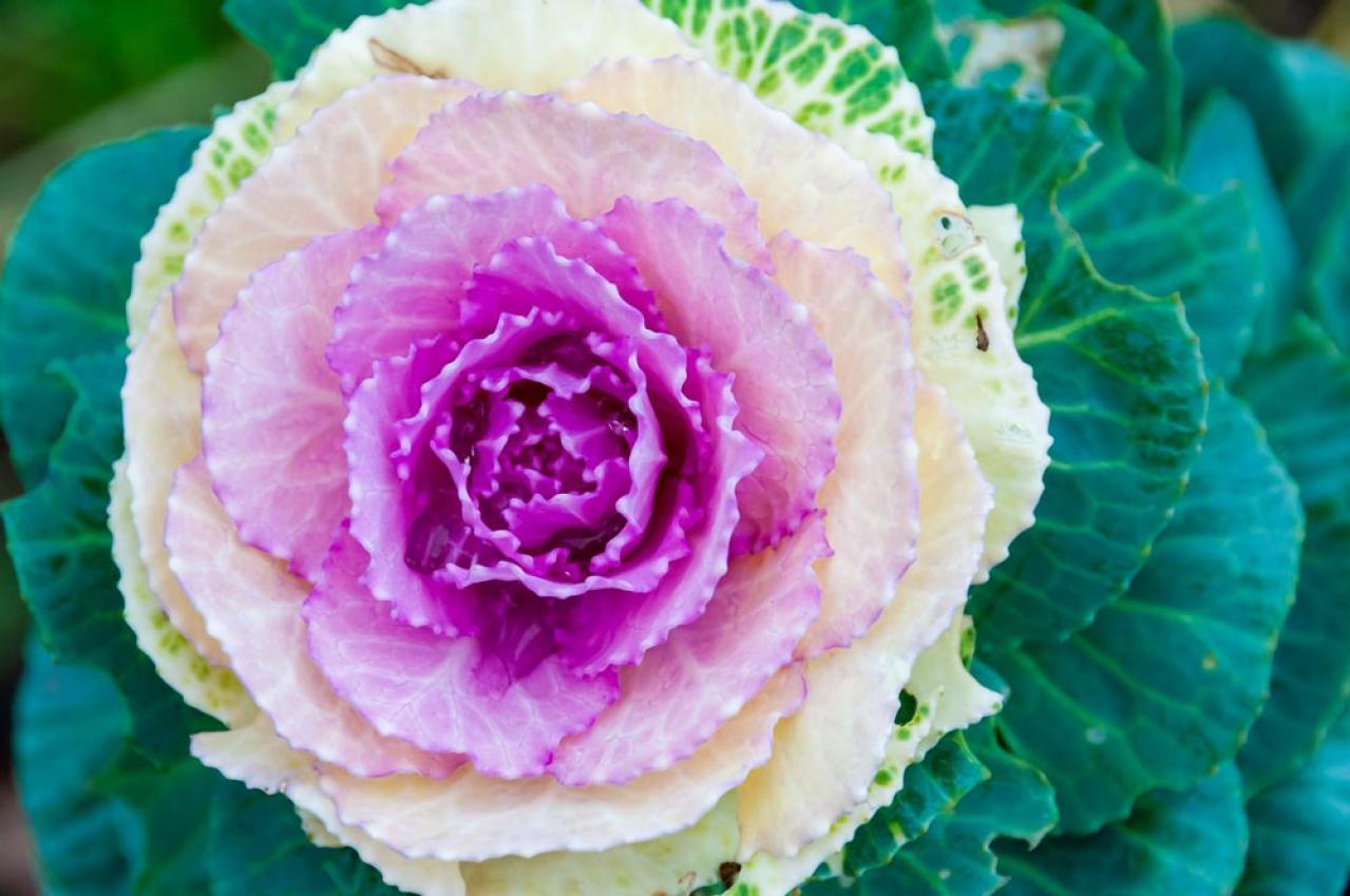 冬に咲き続ける花【7選】寒さに強い！葉牡丹、ワスレナグサ、ラナンキュラスなど育て方のポイント（画像12）