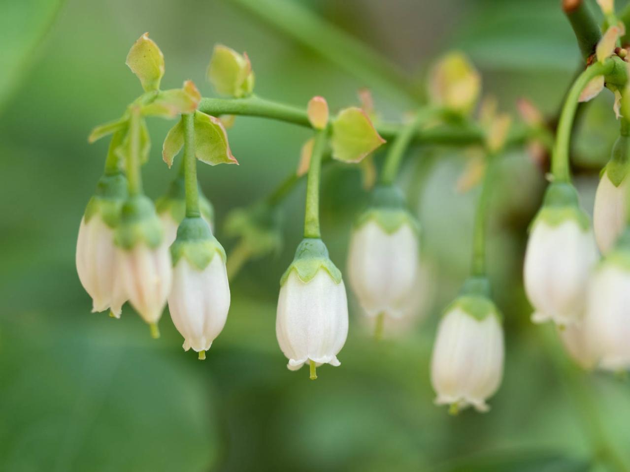 【ガーデニングQ&A】ブルーベリーの花は咲くのに実がつきません。どうしたらいい？（画像3）