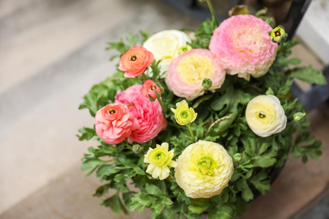 冬に咲き続ける花【7選】寒さに強い！葉牡丹、ワスレナグサ、ラナンキュラスなど育て方のポイント（画像9）